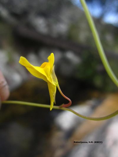 Utricularia prehensilis, photographed by Romer N. Rabarijaona