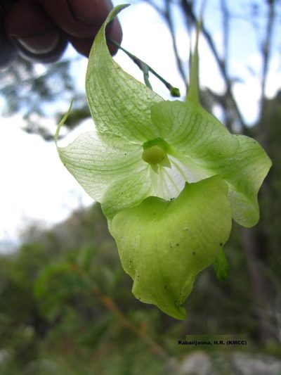 Aeranthes ramosa, photographed by Romer N. Rabarijaona