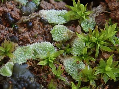 Exormotheca pustulosa, photographed by Christian Berg