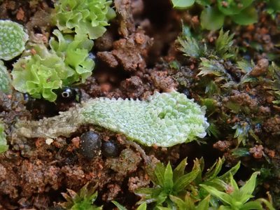Exormotheca pustulosa, photographed by Christian Berg