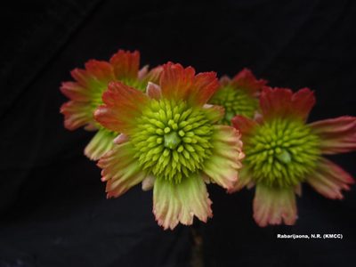 Sloanea rhodantha, photographed by Romer N. Rabarijaona