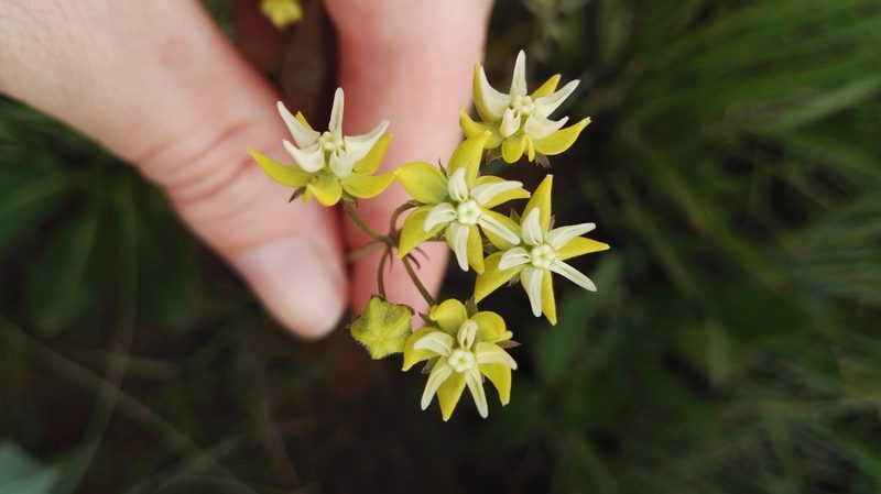 Asclepias aurea, photographed by Marianne Le Roux