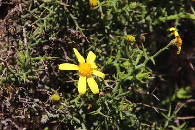Osteospermum spinosum, photographed by Tony Rebelo