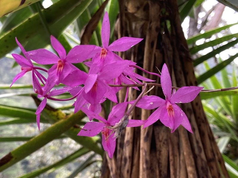Barkeria skinneri, photographed by Juanito Escamilla