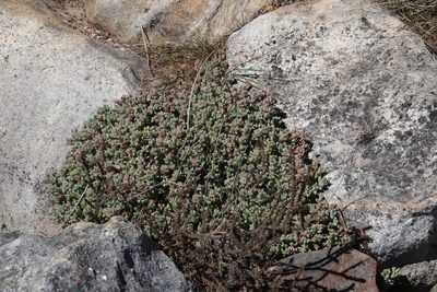 Oscularia caulescens, photographed by Tony Rebelo