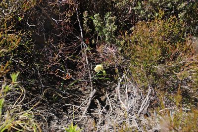 Pterygodium platypetalum, photographed by Tony Rebelo