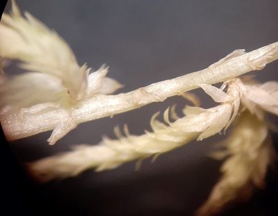 Sphagnum angustifolium, photographed by Quinten Wiegersma