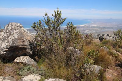 Cliffortia polygonifolia, photographed by Tony Rebelo