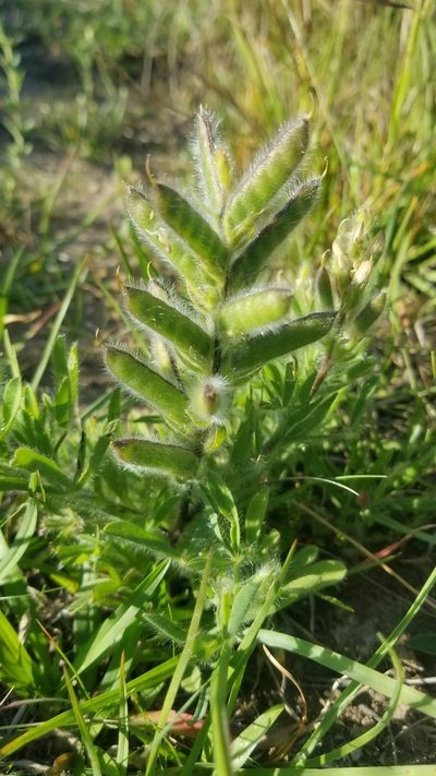 Lupinus bracteolaris, photographed by Roderick Cameron