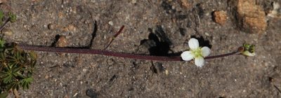 Heliophila concatenata, photographed by Tony Rebelo
