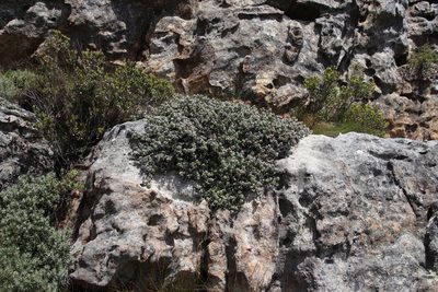 Oscularia caulescens, photographed by Tony Rebelo