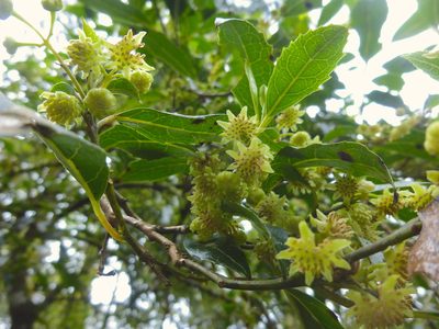 Hedycarya angustifolia, photographed by Kiri Bee