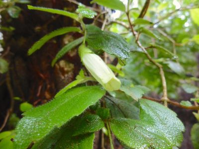 Fieldia australis, photographed by Kiri Bee