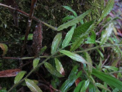 Cyrtococcum multinode, photographed by bat (Maria Vorontsova)