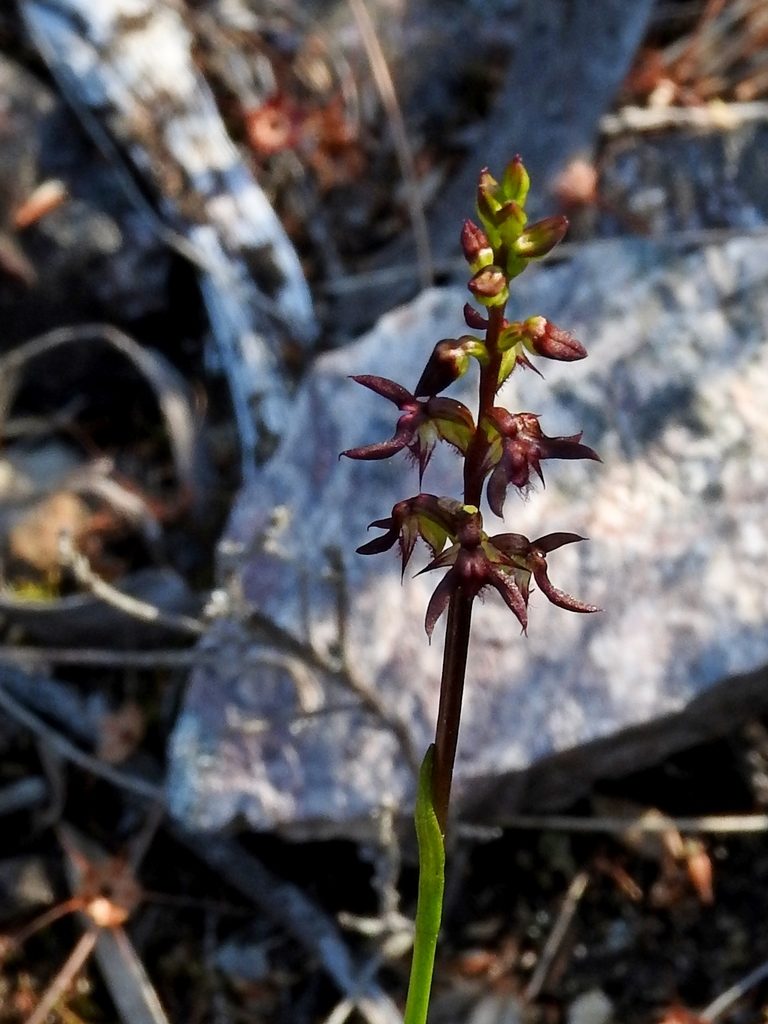 Genoplesium rhyoliticum, photographed by Max Campbell