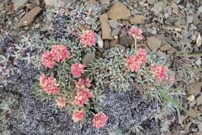 Eriogonum androsaceum, photographed by agujaceratops