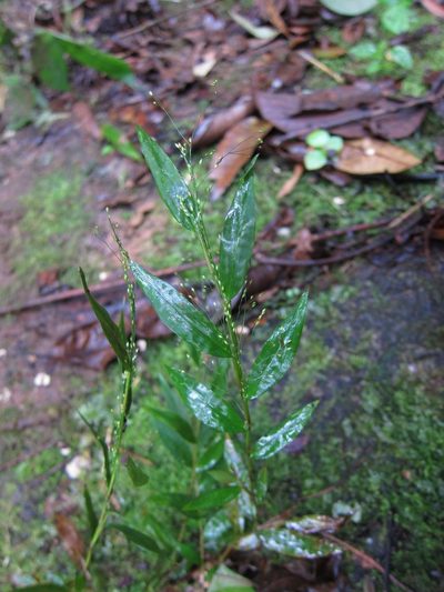 Panicum mitopus, photographed by bat (Maria Vorontsova)