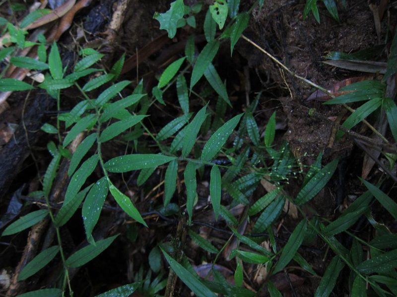 Cyrtococcum multinode, photographed by bat (Maria Vorontsova)