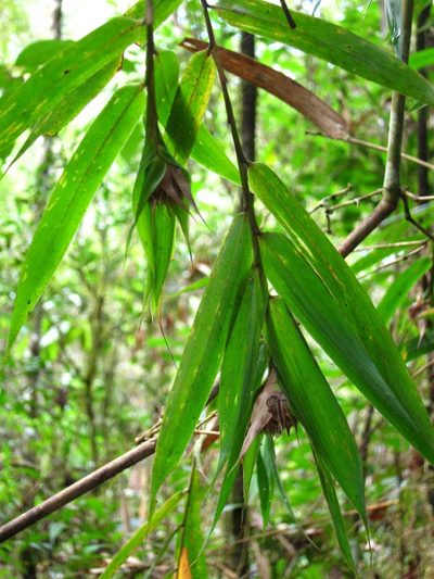 Sokinochloa chapelieri, photographed by bat (Maria Vorontsova)