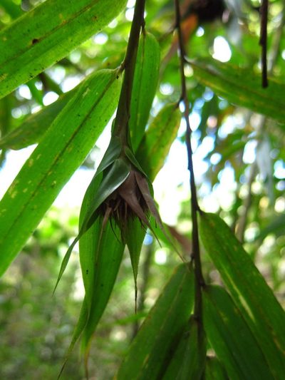 Sokinochloa chapelieri, photographed by bat (Maria Vorontsova)