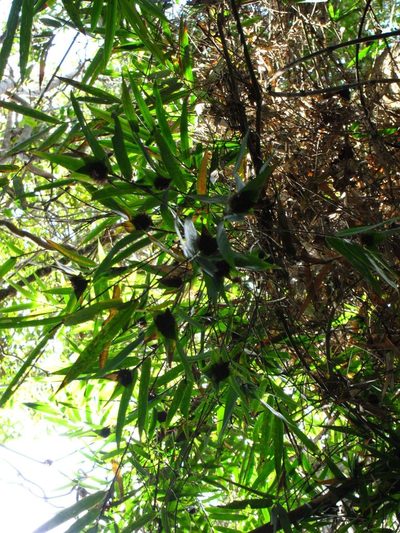 Sokinochloa chapelieri, photographed by bat (Maria Vorontsova)