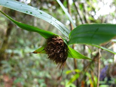 Sokinochloa chapelieri, photographed by bat (Maria Vorontsova)