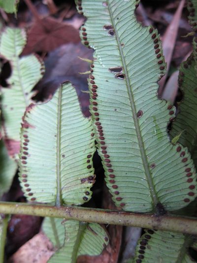 Ptisana fraxinea, photographed by bat (Maria Vorontsova)