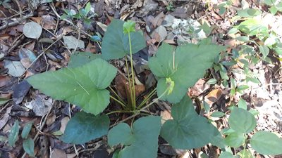 Dorstenia contrajerva, photographed by Christine Loew