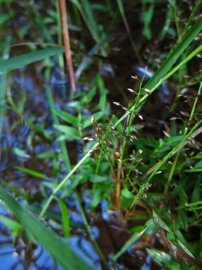 Coelachne africana, photographed by bat (Maria Vorontsova)