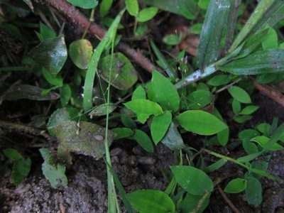 Cyrtococcum deltoideum, photographed by bat (Maria Vorontsova)