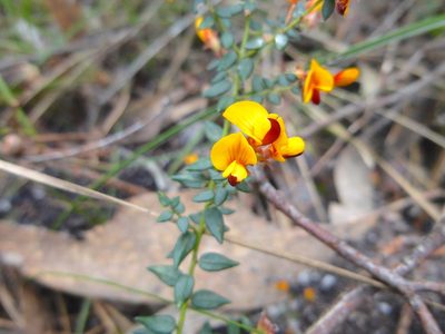 Pultenaea gunnii, photographed by Kiri Bee