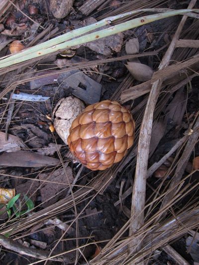 Raphia farinifera, photographed by bat (Maria Vorontsova)