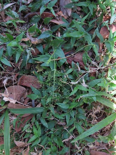 Panicum brevifolium, photographed by bat (Maria Vorontsova)