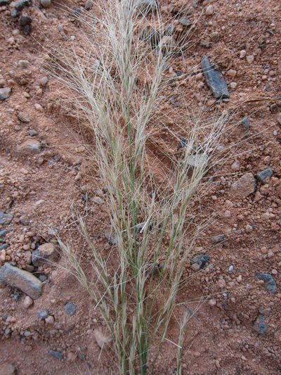 Aristida rufescens, photographed by bat (Maria Vorontsova)