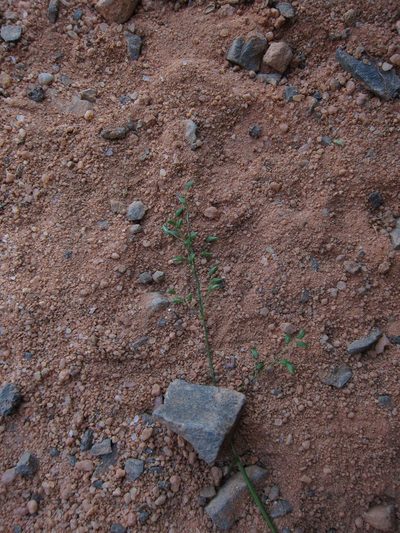 Sacciolepis curvata, photographed by bat (Maria Vorontsova)