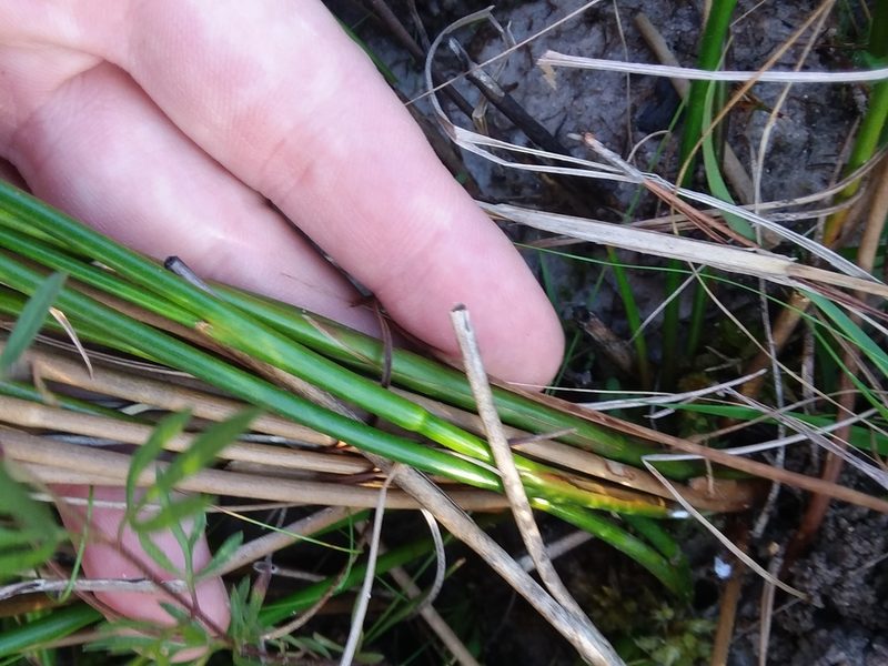 Juncus trigonocarpus, photographed by Will McFarland