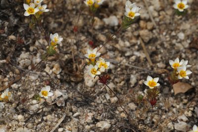 Leptosiphon lemmonii, photographed by Judy Gallagher