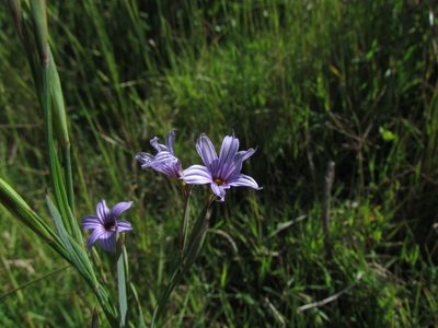 Sisyrinchium platense, photographed by Matias Cabezas