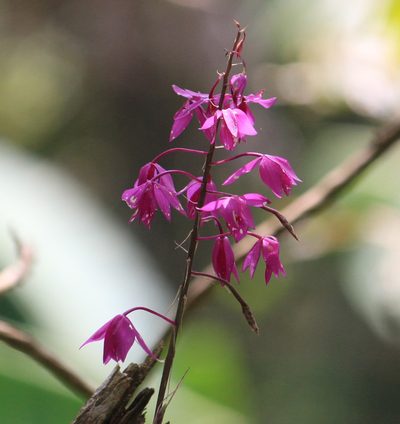 Barkeria skinneri, photographed by Juanito Escamilla