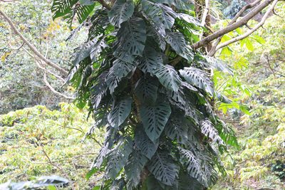 Monstera siltepecana, photographed by Juanito Escamilla
