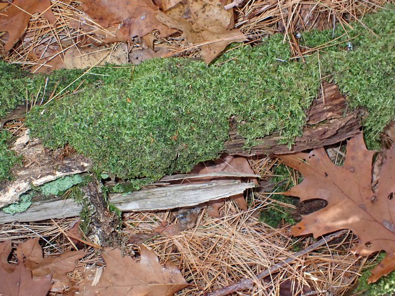 Brotherella recurvans, photographed by Roger Rittmaster