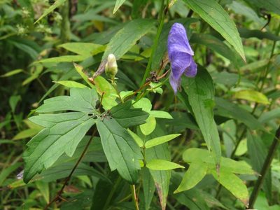 Aconitum uncinatum, photographed by Evan M. Raskin