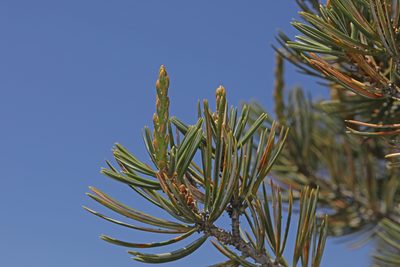 Pinus quadrifolia, photographed by Judy Gallagher