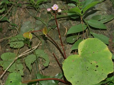 Begonia austrotaiwanensis, photographed by Jacy Chen