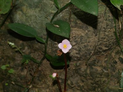 Begonia austrotaiwanensis, photographed by Jacy Chen