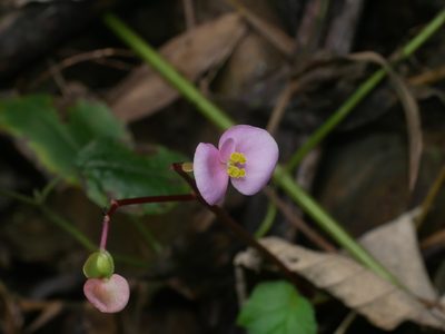 Begonia austrotaiwanensis, photographed by Jacy Chen