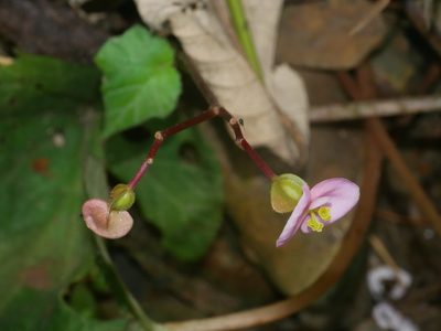 Begonia austrotaiwanensis, photographed by Jacy Chen