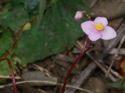 Begonia austrotaiwanensis, photographed by Jacy Chen