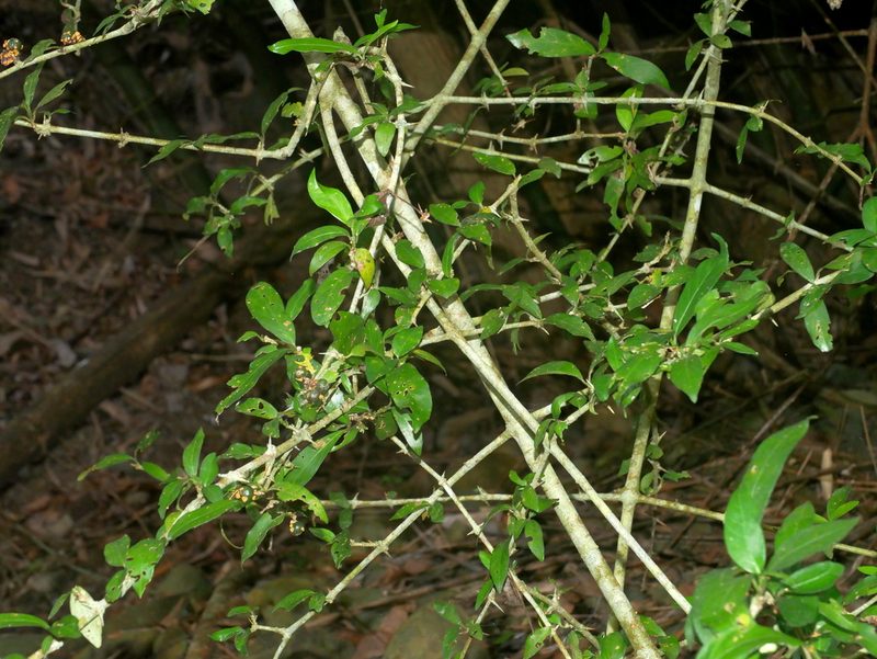 Benkara sinensis, photographed by Jacy Chen