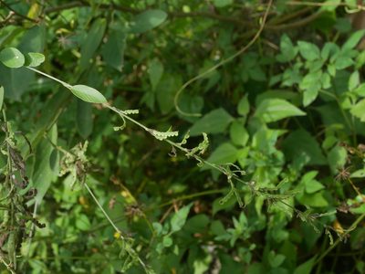 Pleurolobus gangeticus, photographed by Jacy Chen